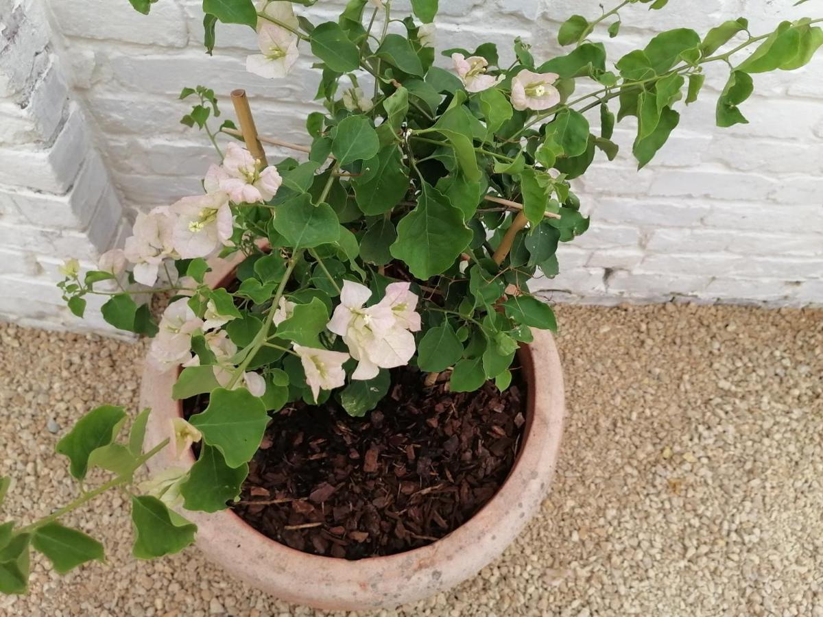 Avelgem Chez Paulette 빌라 외부 사진